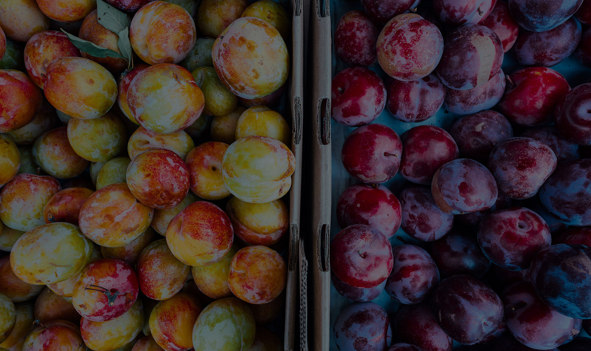 Tell me what you want, what you really really want | addmustard