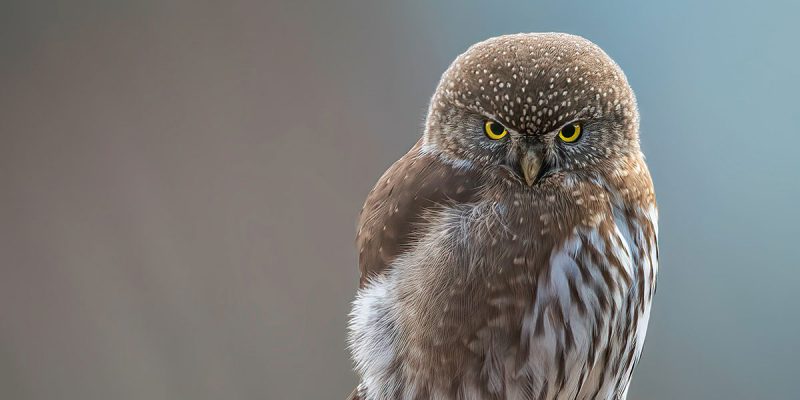 ADM_Outreach12_Owl Thanks Richard Lee - Unsplash