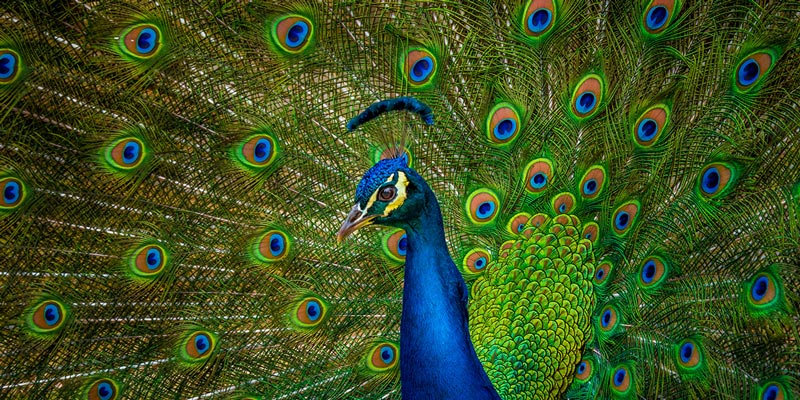 ADM_Outreach12_Peacock