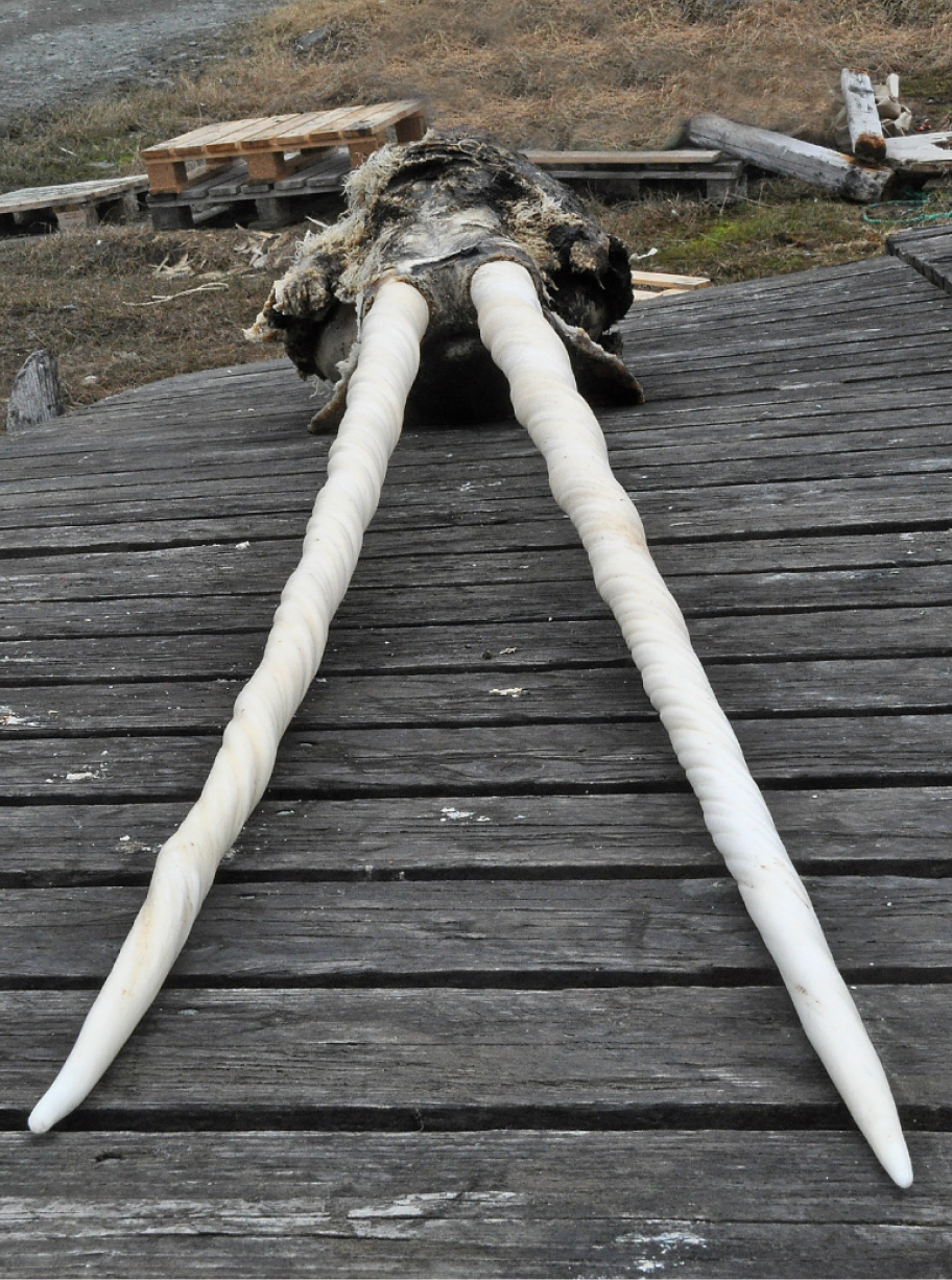 ADM_narwhal skull and tusks